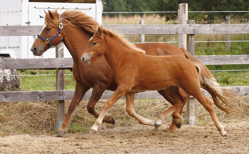 Hofy von Heidmoor j.jpg
